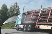 險變「烤乳豬」！陸貨車爆胎260頭豬受困　消防狂噴水降溫