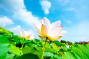 百蓮好荷迎盛夏！2026桃園蓮花季串聯珍珠海岸　打造夏日小旅行