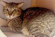 貴的才帶走！狠心飼主「丟包混種貓」…挨罰11.3萬