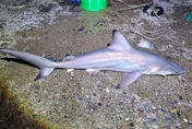 高雄港民眾岸邊釣獲1米長鯊魚　網憂上演鯊魚攻擊事件