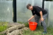 胡瓜慘被7隻鱷魚逼到角落！驚人畫面曝光