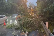 巴威颱風襲台北釀217件災情！路樹倒塌最多　3車受損