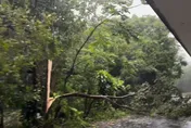 影/陽明山「樹扒皮吹倒」！文化大學學生宿舍附近樹木遭強風衝擊