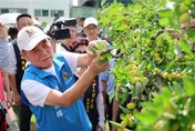 鍾東錦出手！巴威颱風害苗栗紅棗「70-80%裂果」　爭取災損補助