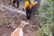 山羊意外成救火英雄　帶領消防員穿越山區前往野火現場