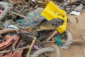 基隆大武崙沙灘驚見3玳瑁海龜受困漁網　1死2傷