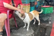 花蓮火警鐵皮屋暗夜狂燒　愛犬來福抓門喚女主人逃生
