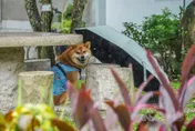 颱風才剛走！西南風挾水氣　大台北、西半部山區15日防大雨