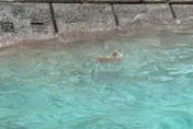 恆春核三廠驚見成群海龜衝浪　專家：水流幫忙「抓癢」