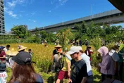 北市松菸食農園區插秧迎豐收！　水泥叢林體驗割稻打穀