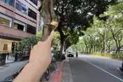 北市行道樹綁警示帶惹議！　公園處澄清：為維護行車淨空