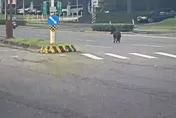 影/北投迷你馬又逃了！3度闖馬路逛大街　騎士傻眼：又是牠