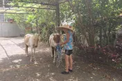 捨不得亡妹4匹小馬！新北石門7旬農月花4萬照顧　現況曝