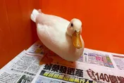 柯爾鴨、象龜、鬃獅蜥都在這　桃園8月特寵認養活動開跑