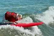 世界狗狗衝浪錦標賽加州登場　萌犬乘風破浪爭冠