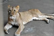 疑極端高溫釀中暑　日動物園1週內3頭獅子身亡