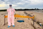 金門慈堤驚見海漂豬屍！確診非洲豬瘟　豬肉、加工品禁輸台1週