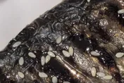 影/ 超噁！竹北吃丼飯烤鯖魚竟爬滿蛆　店家回應了