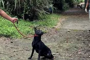 新北坪林獨居翁死亡多日　13隻愛犬伴屍忠心護主
