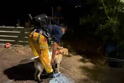 搜救犬April精準搜尋！桃園消防隊2小時內成功尋獲失聯民眾