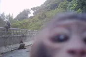 獼猴變「檢舉達人」！陽明山餵猴現場遭牠神角度拍下　違規民眾恐挨罰