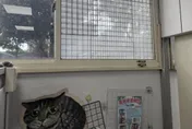 新北樹林小狗頂樓墜落慘死　飼主疏失遭動保處開罰1萬5