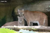 台北動物園夜貓子最終回！山獅母女檔登場　兩棲爬蟲加碼開講