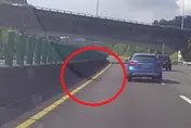 影/囂張目中無人！國10驚見綠鬣蜥車道散步