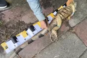 影/屏東綠鬣蜥猖獗「半年狂抓9萬隻」 冠軍獵人賞金近百萬元