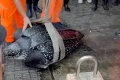 高雄外海誤捕瀕危「革龜」！海巡出動吊車救援送海生館