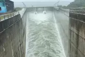 影/白海豚發威！石門水庫灌水到98%　沖淤放水超壯觀