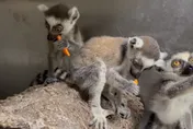 中和查獲5隻瀕危環尾狐猴！私賣保育類動物依法送辦