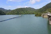 白海豚進補！石門水庫蓄水率100%　防淤隧道省8千萬清運費