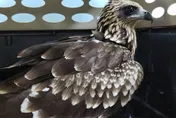 闖工地吃廚餘！保育類「黑鳶」排出橡皮筋　動保處急救援