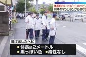2公尺巨蟒脫逃！寵物蛇逃家日男急報案　警消動員搜尋中