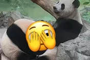 爸拔馬麻牠們在幹什麼？木柵動物園突見「高清無碼」大場面