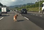 驚險！國1黃金獵犬誤闖車道狂奔　熱心駕駛慢速護航