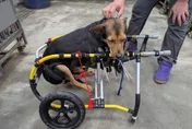 新北市中高齡犬貓占總數4成　推長照教育訓練培育人才