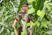 華為「天才少年」離職返鄉割玉米？本尊：赴瑞典深造前體驗生活
