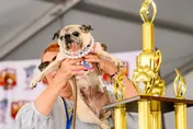 2026全球最醜狗狗出爐！6歲巴哥犬露舌奪冠