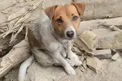 搜救犬Wilson被爆遭虐死　花蓮消防局澄清：絕無虐待
