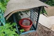 私設餵浪犬區髒亂惹民怨！新北稽查：長期餵養視同飼主