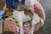 搜救犬虐待疑雲　高大成分析「動物反應好」：不信摔下就亡