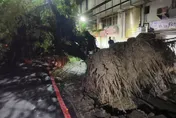 影/台中巨大路樹突倒塌！2員警慘遭壓傷　5分鐘驚險脫困