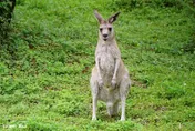北市動物園最後一隻「大灰袋鼠奶奶」離世　昔因貴妃臥爆紅