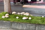 影/比手掌大！高雄分隔島冒出「巨型綠褶毒菇」　市府連夜清除