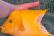 日月潭魚虎大爆發！鬼月不怕鬼王　紅魔鬼遭啃斷下半身