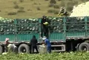 河北驚爆「甲醛白菜」！整顆蘸藥防腐再裝車　公安急追流向