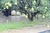 豪雨襲南部！果農哀號「老天開玩笑」　麻豆農會：不影響品質
