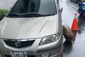 豪雨炸台東！多地發布警報　鯉魚山驚傳落石砸車